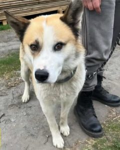 Read more about the article Pies do adopcji – ALEX