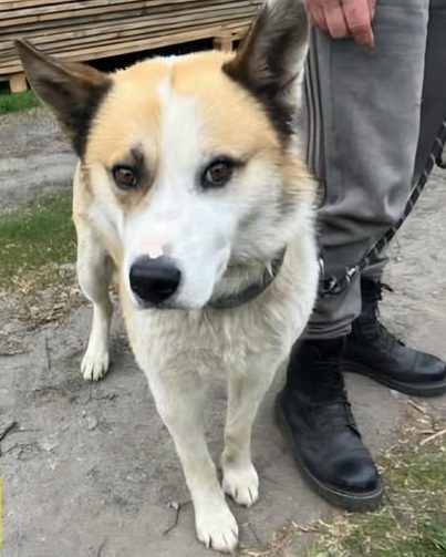 You are currently viewing Pies do adopcji – ALEX