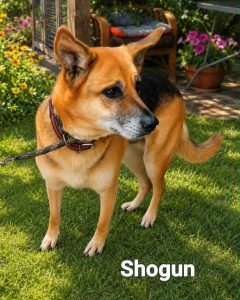 Read more about the article Pies do adopcji – Shogun