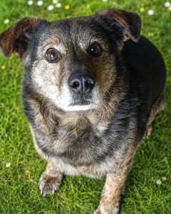 Read more about the article Pies do adopcji – TENOREK