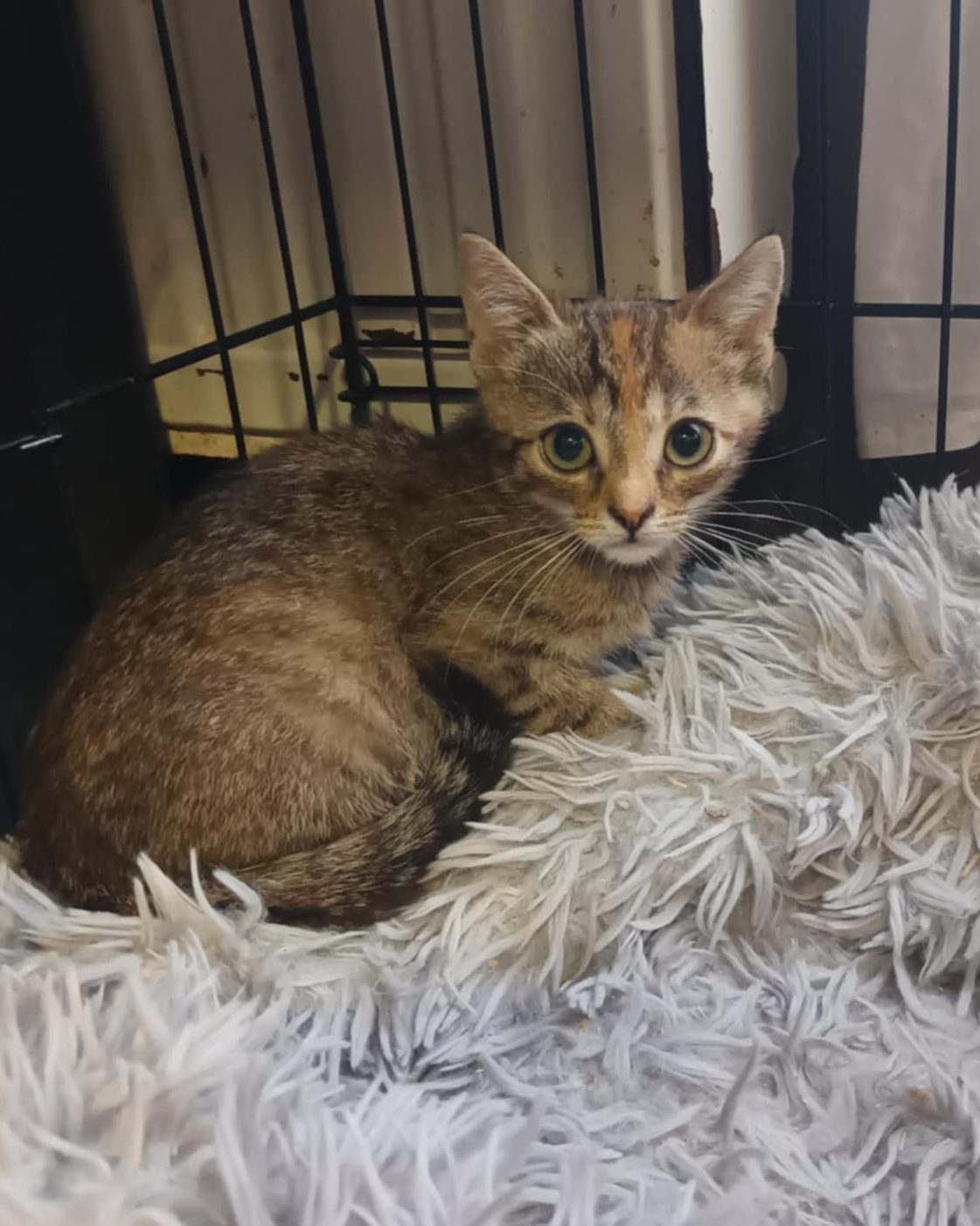 You are currently viewing Kotka do adopcji – AMELKA