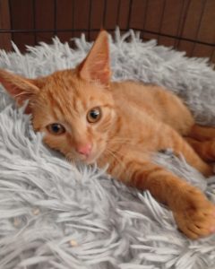 Read more about the article Kot do adopcji – SIMBA