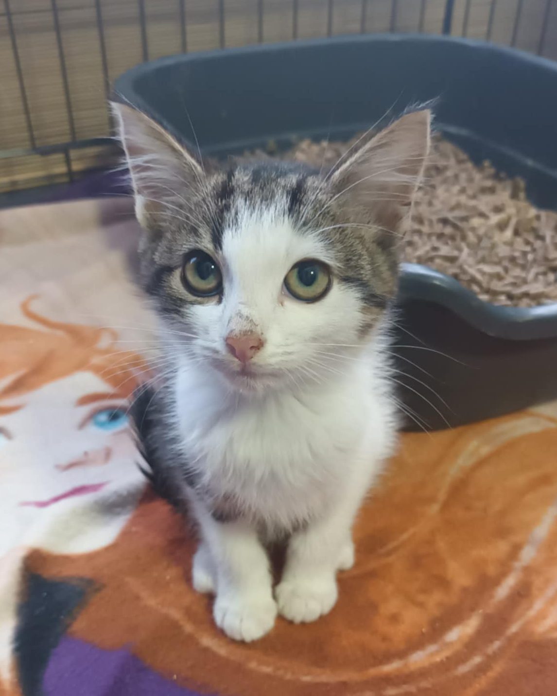 You are currently viewing Kot do adopcji – DARWIN