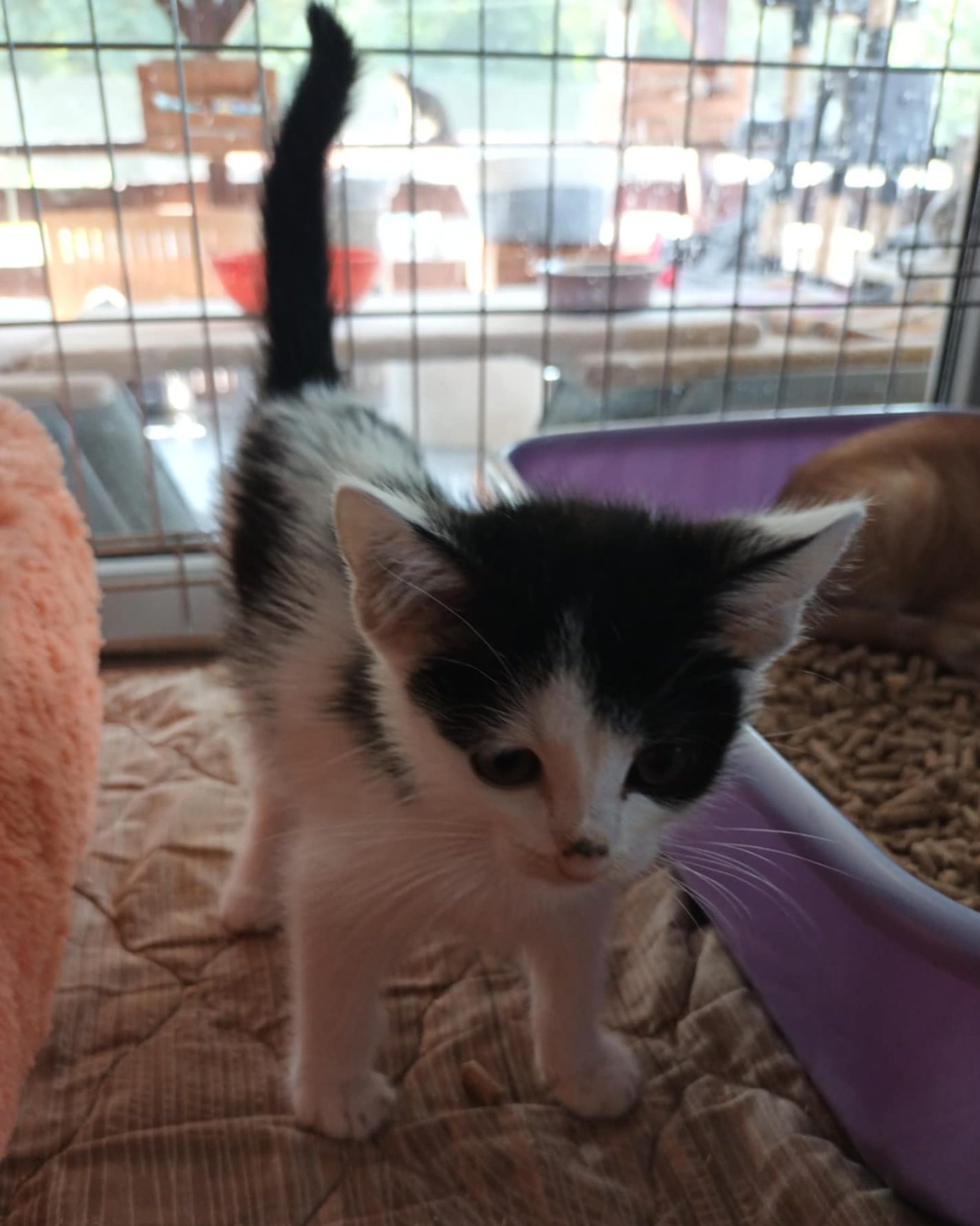 You are currently viewing Kot do adopcji – MILUŚ