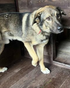 Read more about the article Pies do adopcji – GUCIO