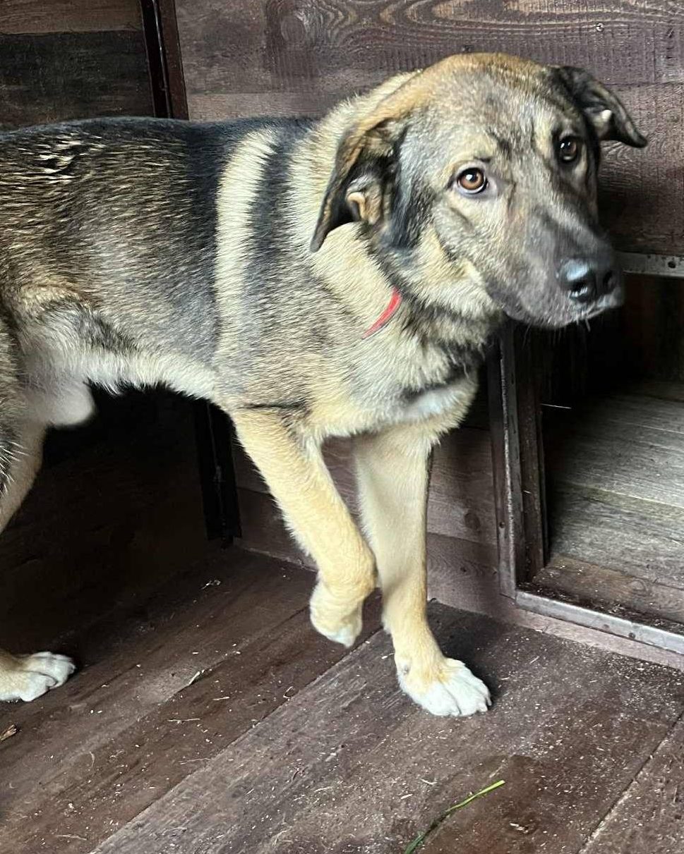 You are currently viewing Pies do adopcji – GUCIO