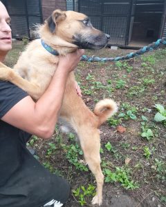 Read more about the article Pies do adopcji – RYSIU