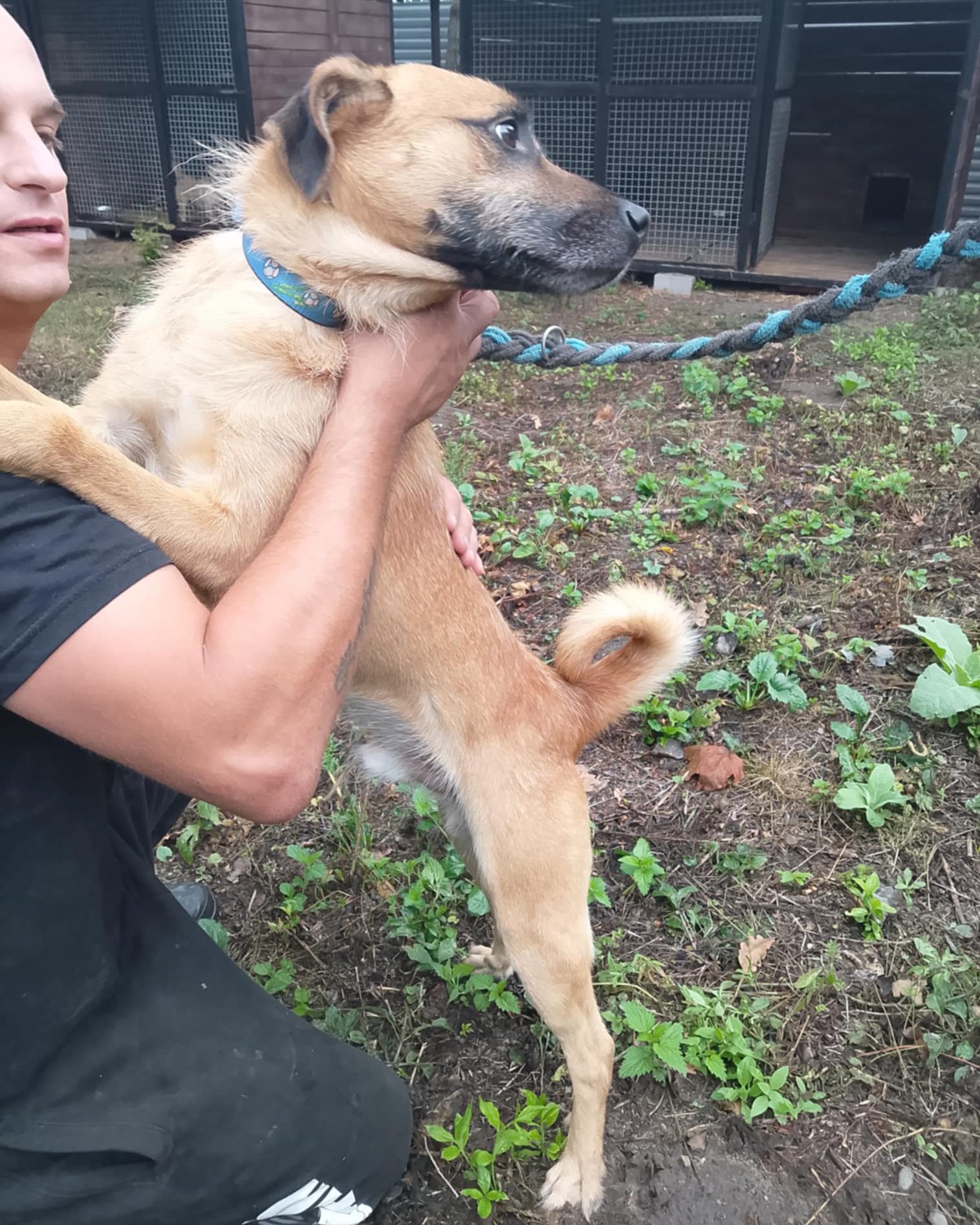 You are currently viewing Pies do adopcji – RYSIU