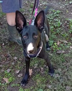 You are currently viewing Suczka do adopcji – JAGÓDKA