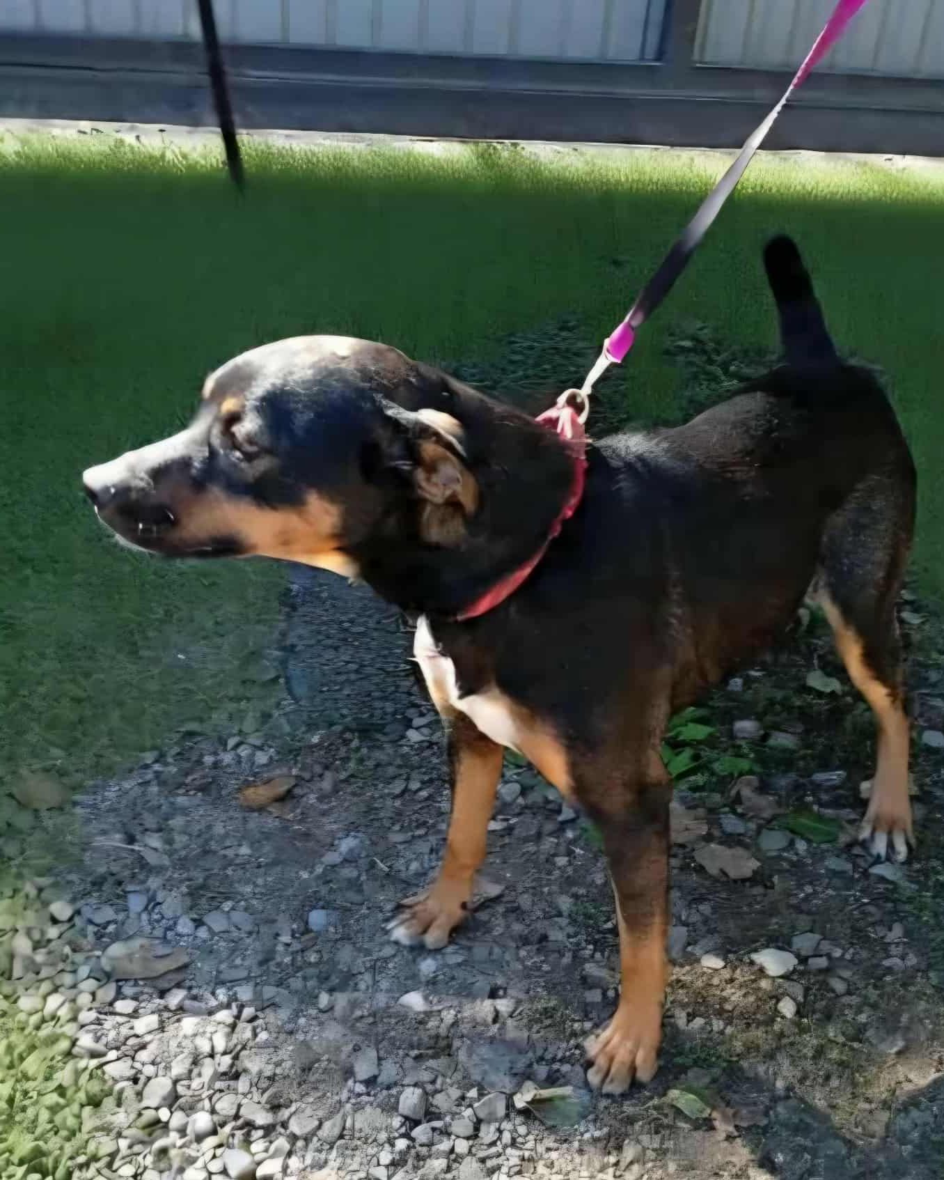 You are currently viewing Pies do adopcji – RICO