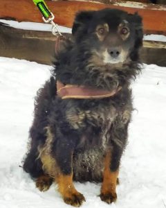 Read more about the article Pies do adopcji – GRABCIO