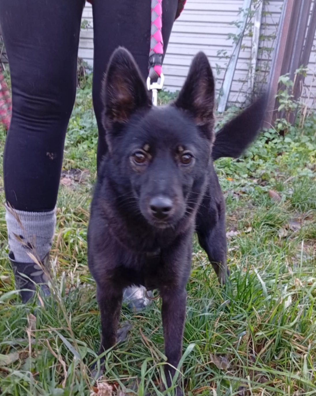 You are currently viewing Suczka do adopcji – KIKA