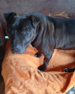 Read more about the article Pies do adopcji – DROPS