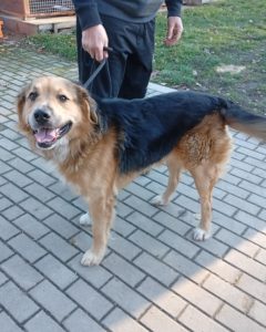 Read more about the article Pies do adopcji – ZEUS