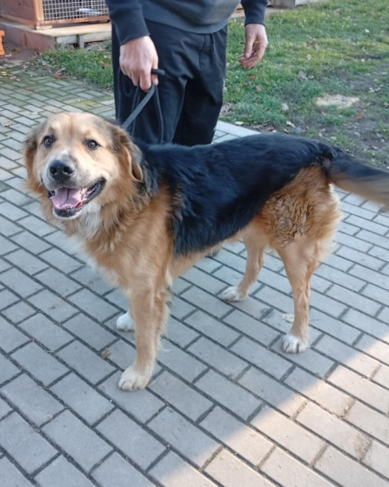 You are currently viewing Pies do adopcji – ZEUS