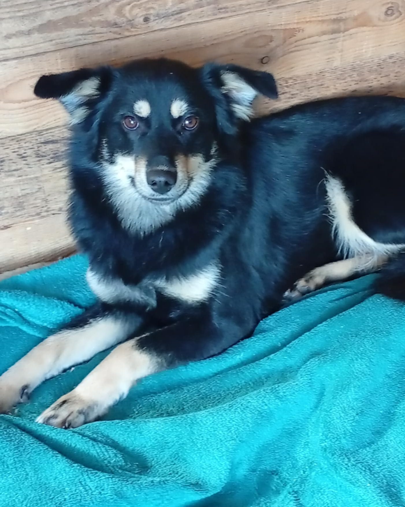 You are currently viewing Suczka do adopcji – KINIA