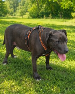 Read more about the article Pies do adopcji – DROPS
