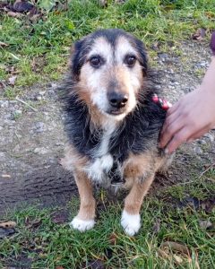 Read more about the article Pies do adopcji – PEPIK