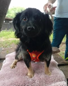 Read more about the article Pies do adopcji –  CZILUŚ