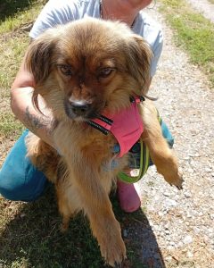Read more about the article Suczka do adopcji – MILA