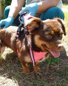 Read more about the article Pies do adopcji – MIKI
