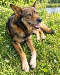 Read more about the article Pies do adopcji – JULEK