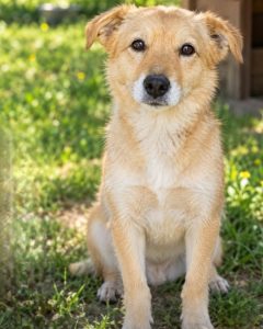 Read more about the article Pies do adopcji – AREK