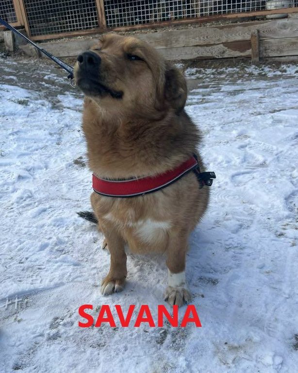 You are currently viewing Suczka do adopcji – SAVANA
