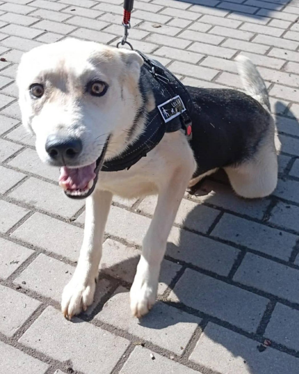 You are currently viewing Pies do adopcji – CHILI