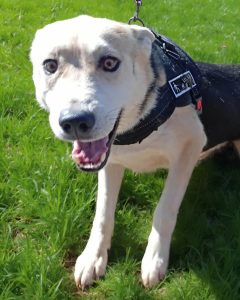 Read more about the article Pies do adopcji – CHILI