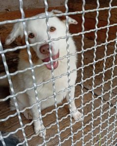 Read more about the article Pies do adopcji – SNOW