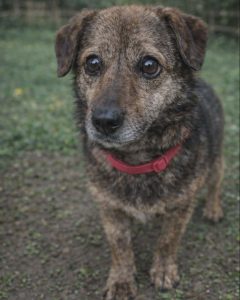 Read more about the article Pies do adopcji – TENOREK