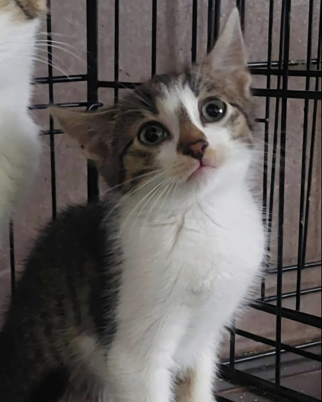 You are currently viewing Kot do adopcji – POPIOŁEK