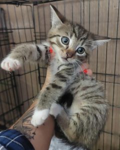 Read more about the article Kot do adopcji – GREY