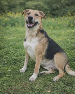 Read more about the article Suczka do adopcji – WIKA