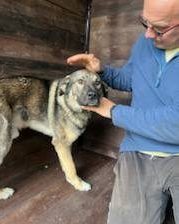 Read more about the article Pies do adopcji – GUCIO DUŻY