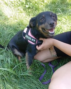 Read more about the article Suczka do adopcji – MIA