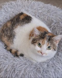 Read more about the article Kotka do adopcji – REDA