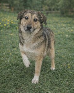 Read more about the article Suczka do adopcji – HELCIA