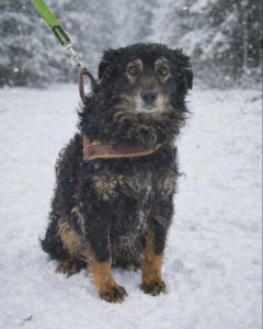 Read more about the article Pies do adopcji – GRABCIO