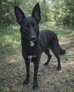 Read more about the article Suczka do adopcji – JAGÓDKA