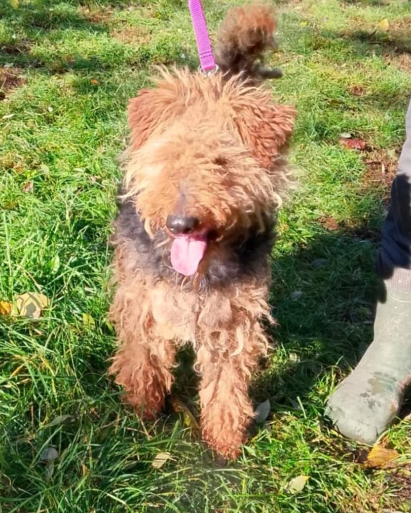 You are currently viewing Suczka do adopcji – WALA