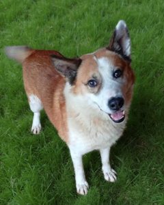 Read more about the article Pies do adopcji – ALEX