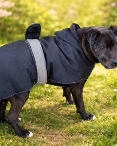 Read more about the article Pies do adopcji – DROPS