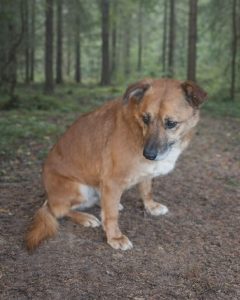 Read more about the article Pies do adopcji – DIDUŚ