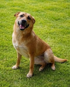 Read more about the article Suczka do adopcji – KLARA