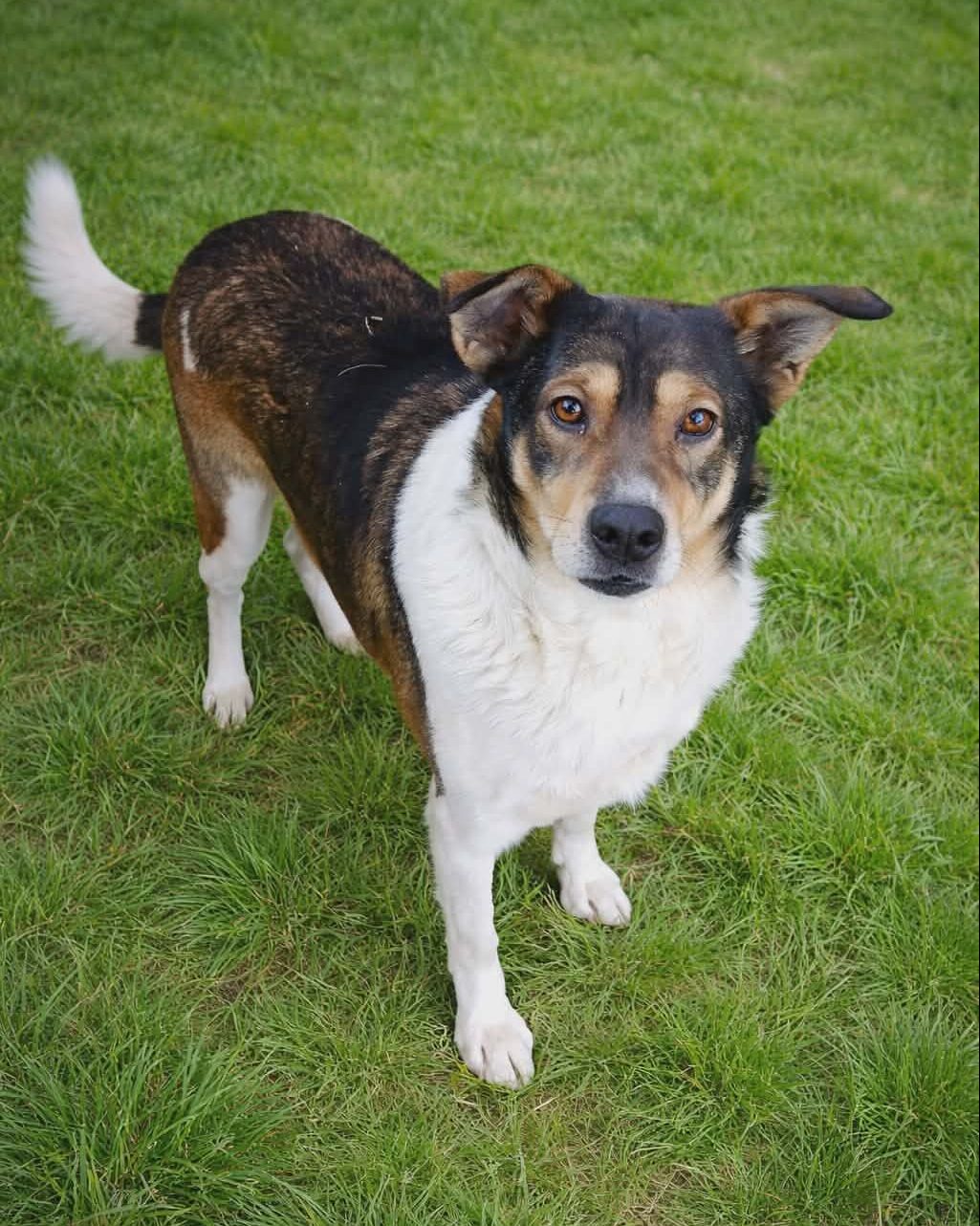 You are currently viewing Suczka do adopcji – NANA