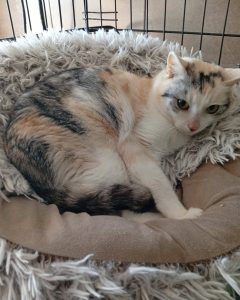 Read more about the article Kotka do adopcji – STEFCIA