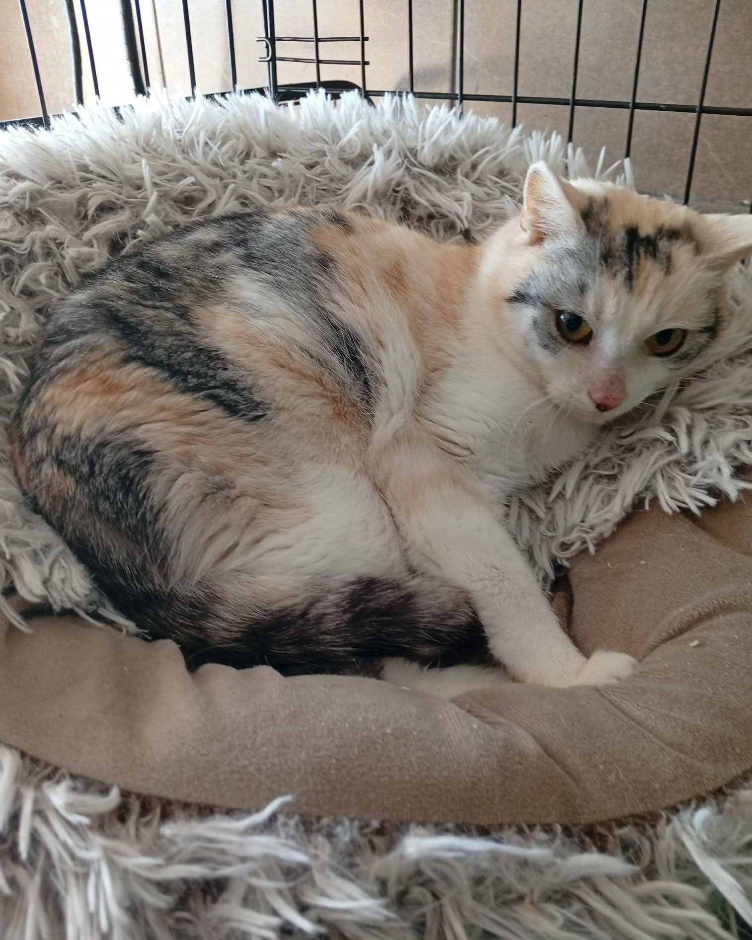 You are currently viewing Kotka do adopcji – STEFCIA