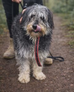 Read more about the article Pies do adopcji – KOKO